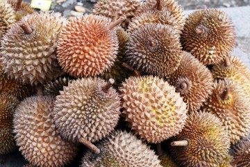 Durian - intrygujący owoc z Sumatry. (Fot. Natlia Mileszyk)