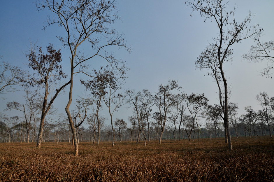 Plantacja herbaty w Bangladeszu