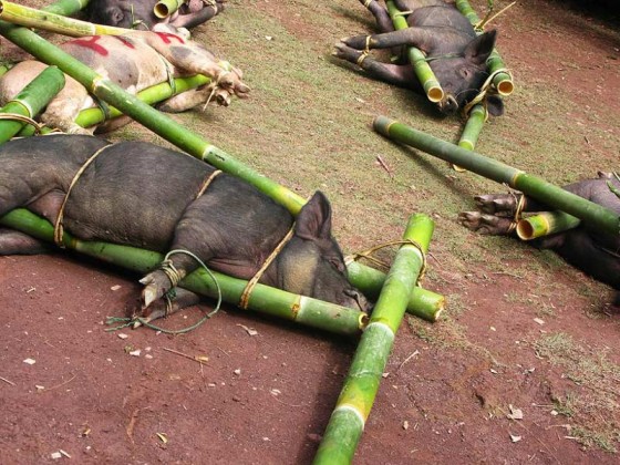 W trakcie pogrzebu na Tana Toraja w ofierze zabija się zwierzęta