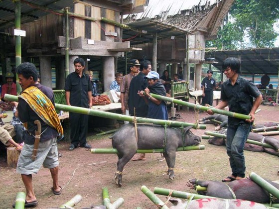 Indonezja. Liczenie zwierząt ofiarowanych rodzinie przez gości pogrzebu.