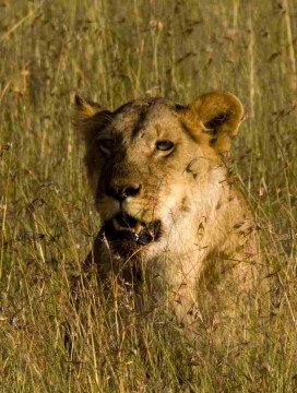 Lwica, Masai Mara