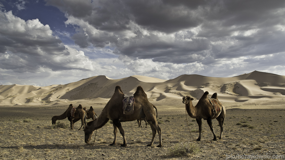 Wydmy Khongoryn Els na Pustyni Gobi