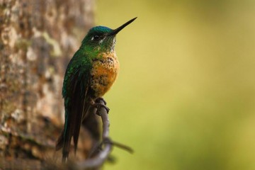 W Ameryce Południowej spotkać można kolibry