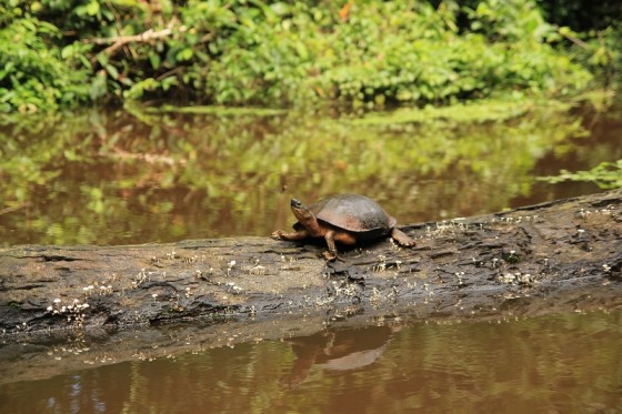 Żółw z Tortugero, Kostaryka