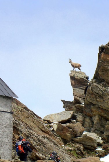 Kozica spotkana po drodze na Mont Blanc