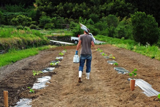 Japonia_Hoshina_farm