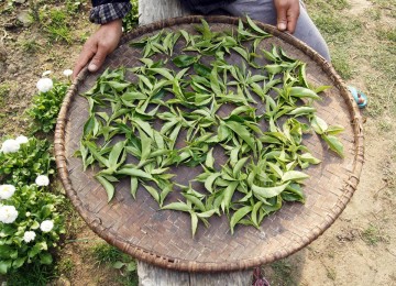 Herbata przed suszeniem, plantacje w Nepalu